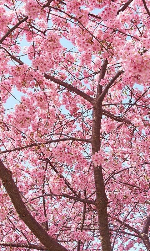 Сакура на андроид