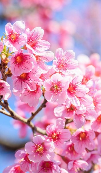 Весна Сакура