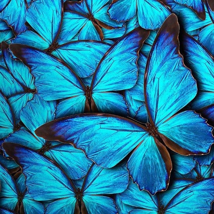 Бирюзовые цветы