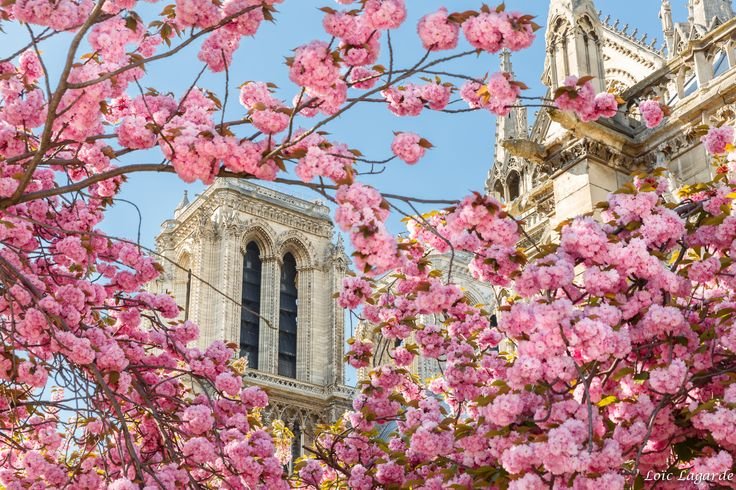 Париж в цветении Магнолия