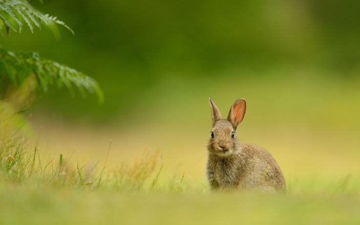 Зайцы на Поляне