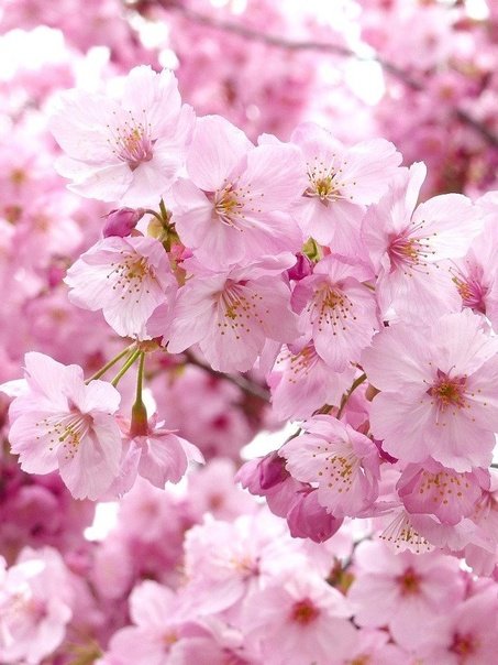 Весна Сакура