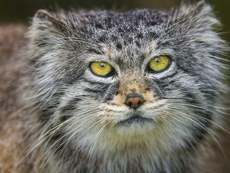 Сибирский Манул