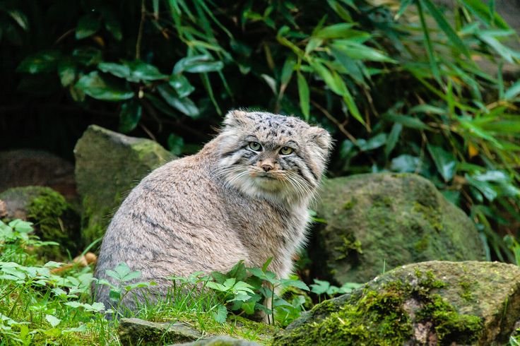 Тибетский Манул