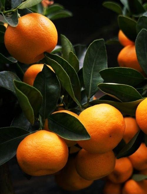 Мандарин Кераджи