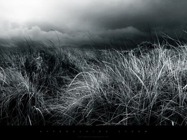 Серый цвет в природе