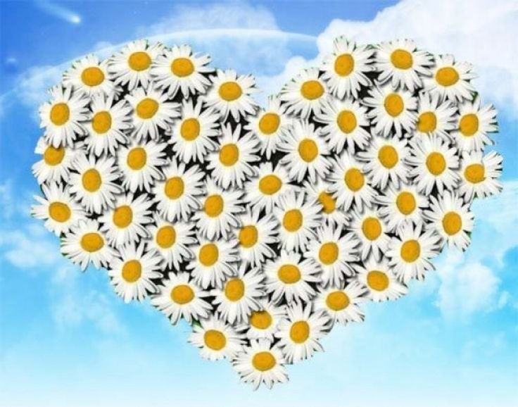 Ромашка день семьи