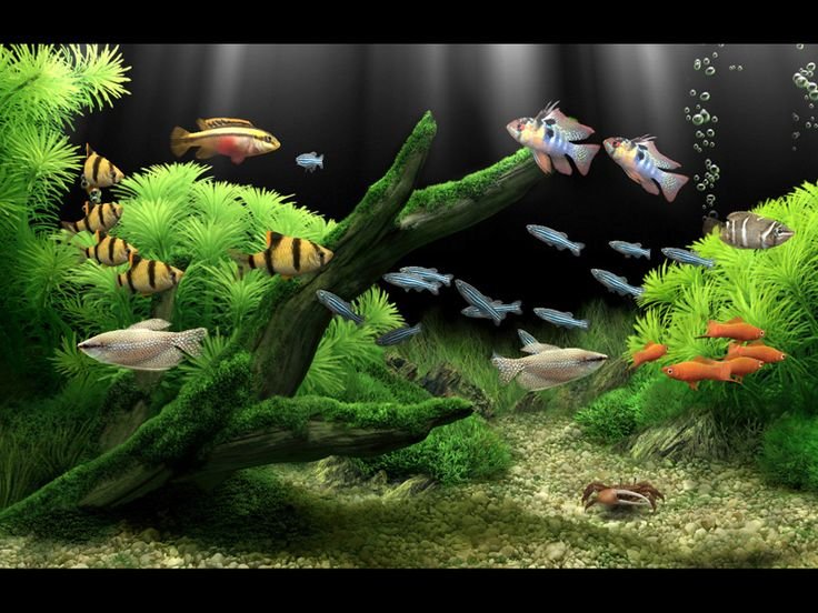 Dream Aquarium игра