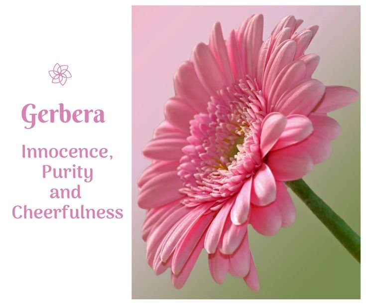 Астровые герберы