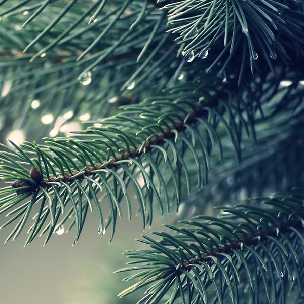 Хвоинки елки