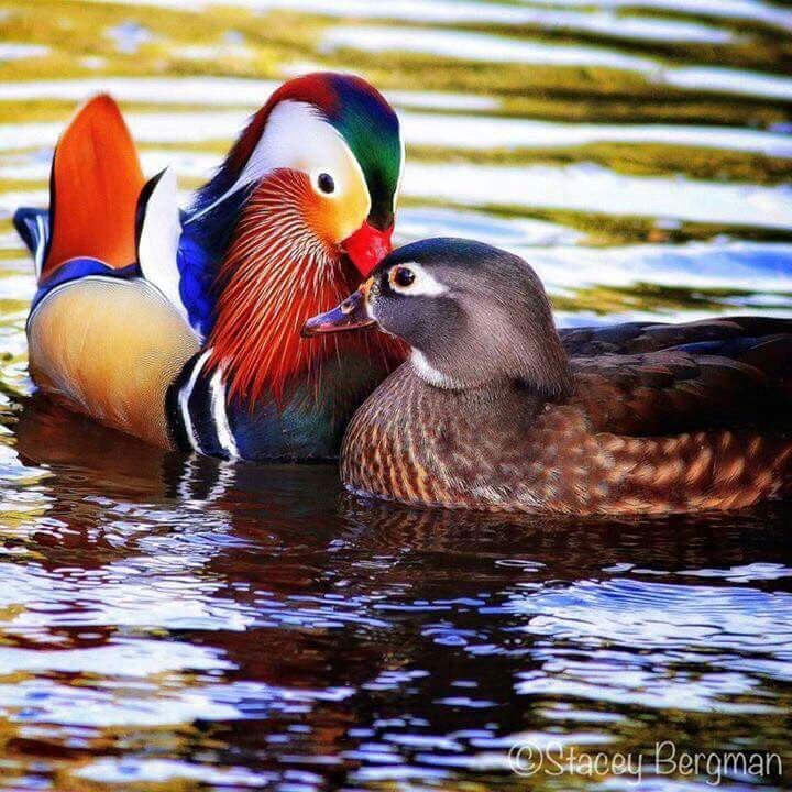 Самка утки мандаринки