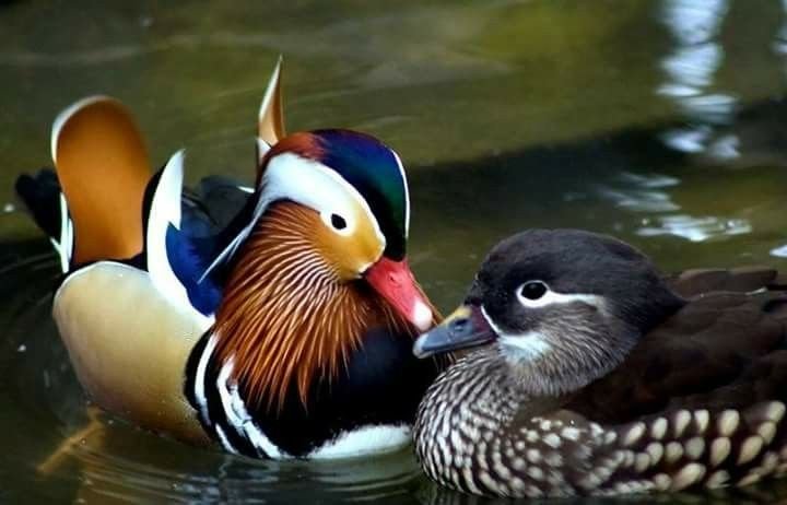 Уточки-мандаринки 2