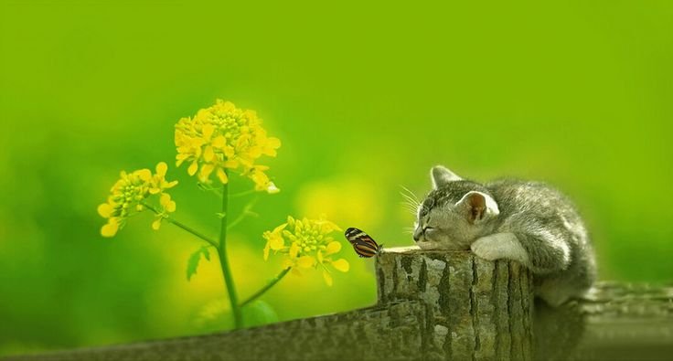 Обои на рабочий стол позитив