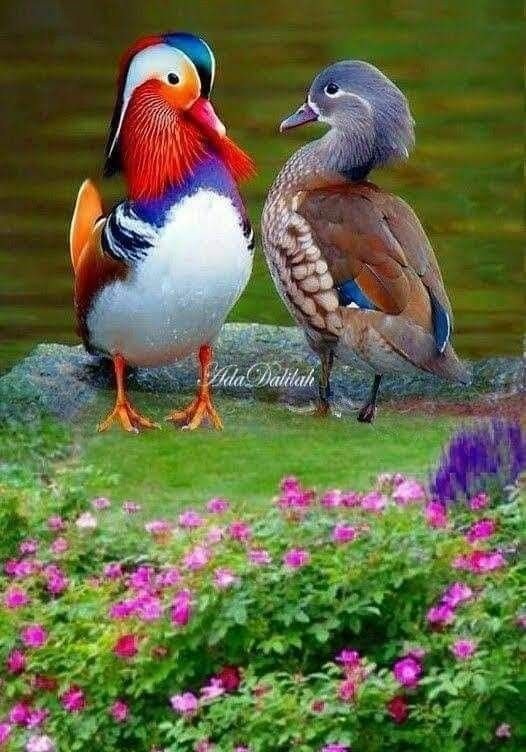 Уточки мандаринки