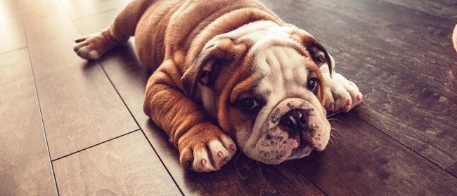 Английский бульдог