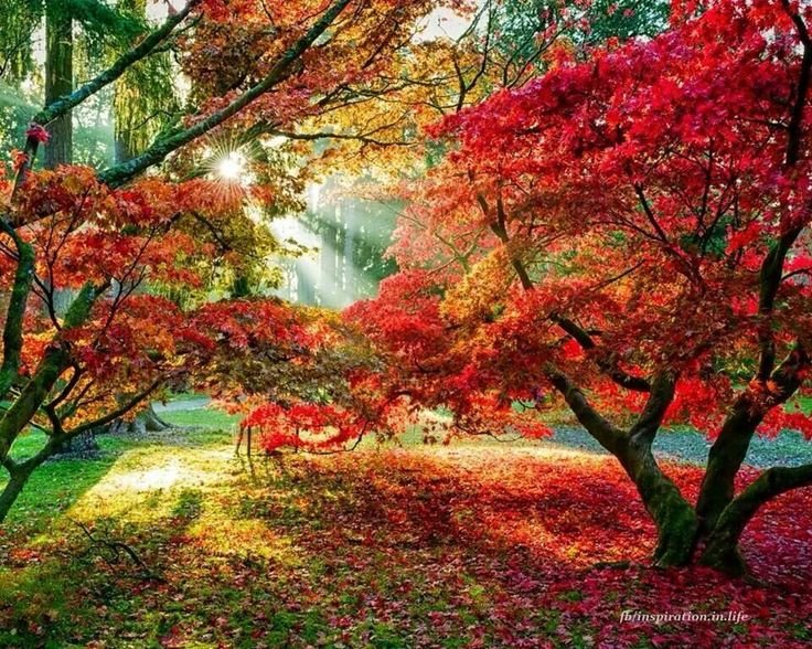 Яркая природа