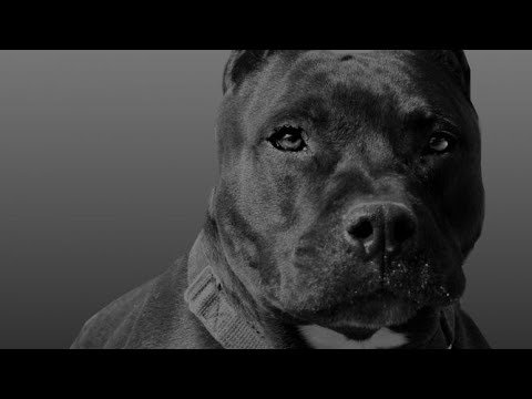 Американский стаффордширский терьер