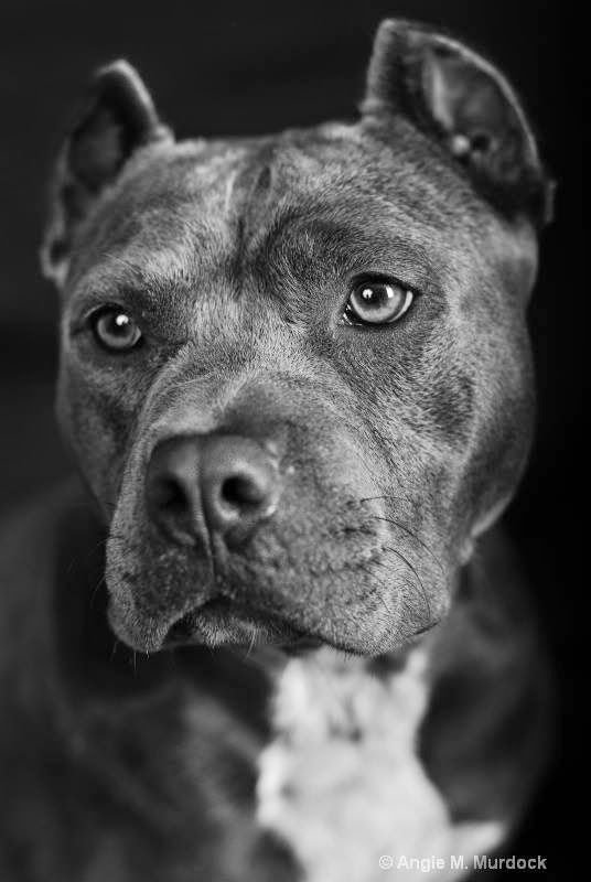 Американский стаффордширский терьер серый