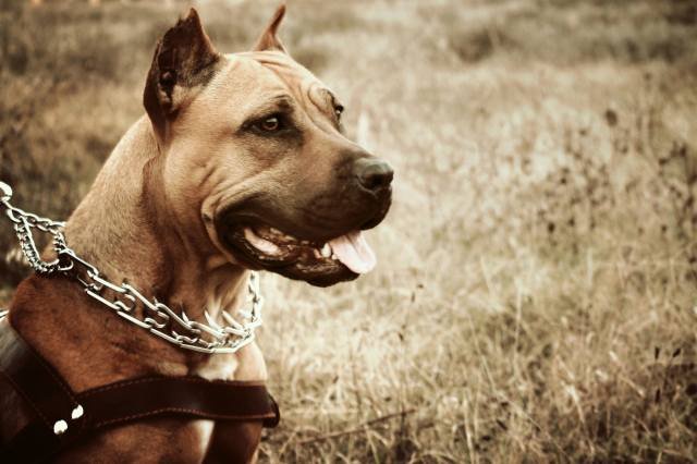 Американский стаффордширский терьер