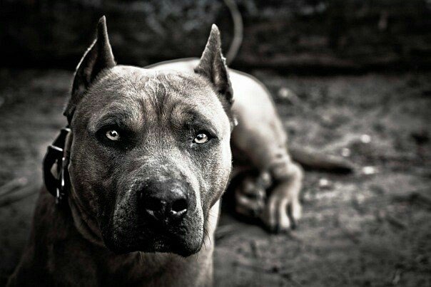 Стаффордширский терьер белый