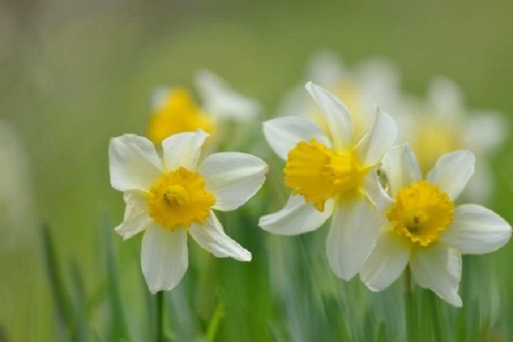 Нарцисс Донау парк