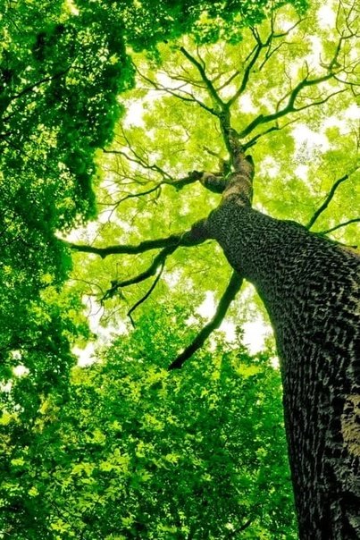 Дерево картинка