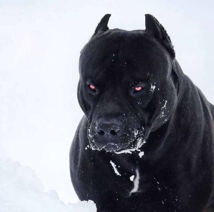 Американский стаффордширский терьер черный