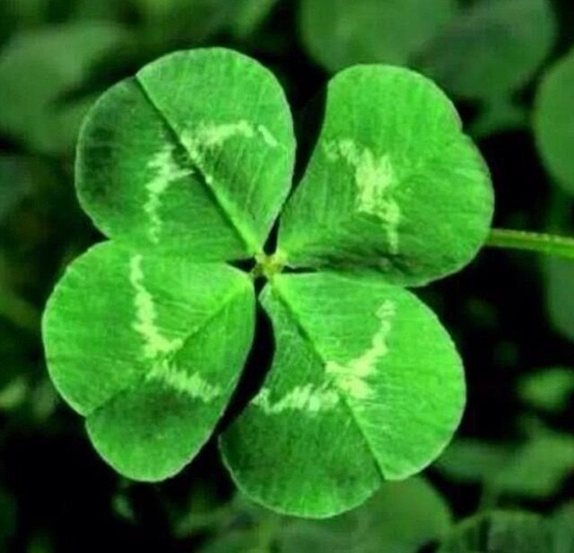 Ирландский Клевер четырехлистный