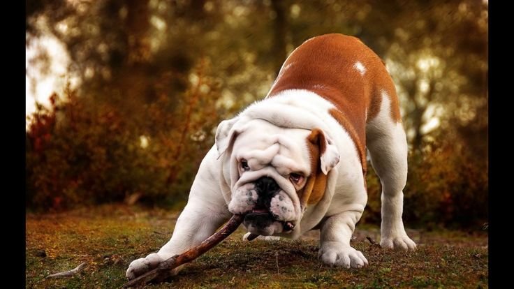 Бенгальский бульдог