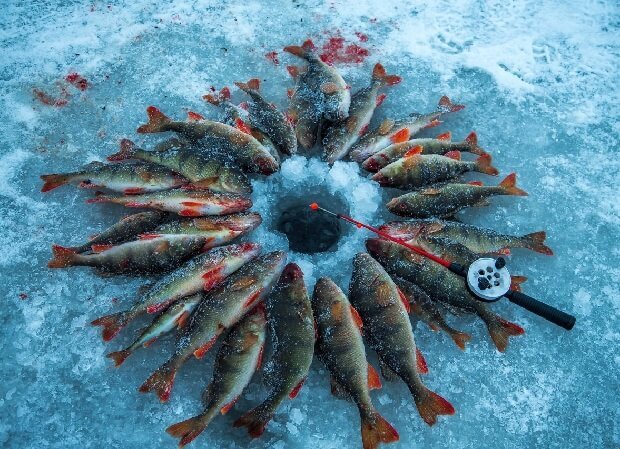 Рыба на льду