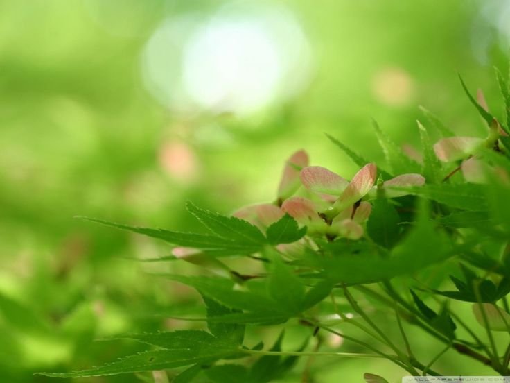 Весна зелень