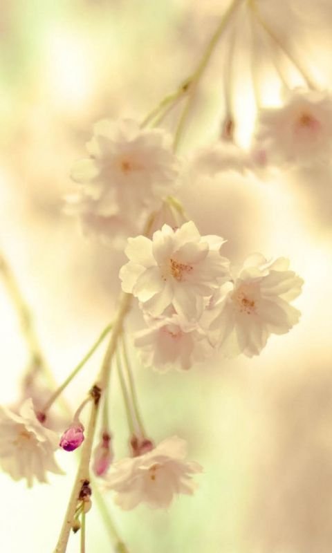 Нежные весенние цветы