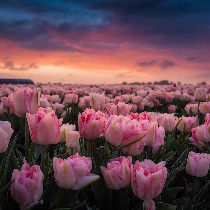 Тюльпан пол Ширер