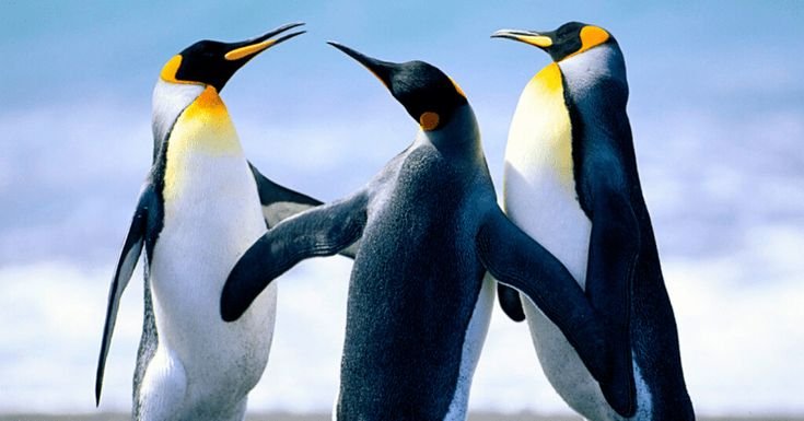 Обтекаемая форма пингвина