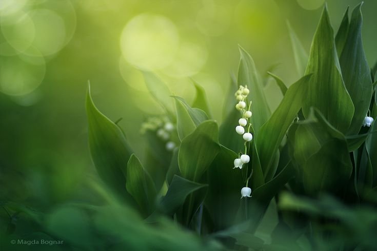 Весенняя зелень