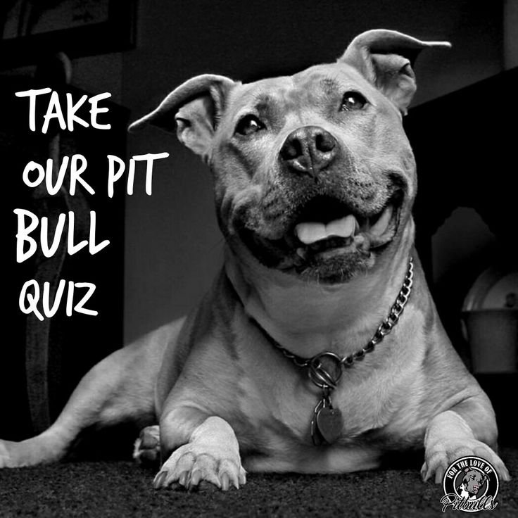 Стаффордширский бультерьер оскал