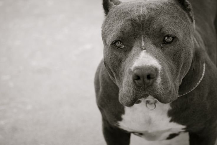 Американский стаффордширский терьер черный