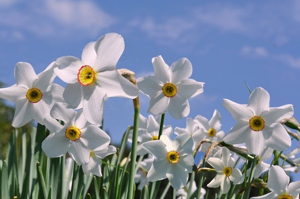Нарцисс Донау парк